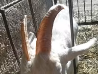 Cabra, Saanen goat — foto 8