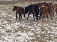 Stute, Horse breed — Foto 4