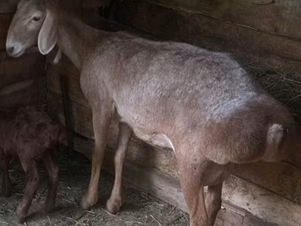Sheep, Afghan Arabi sheep