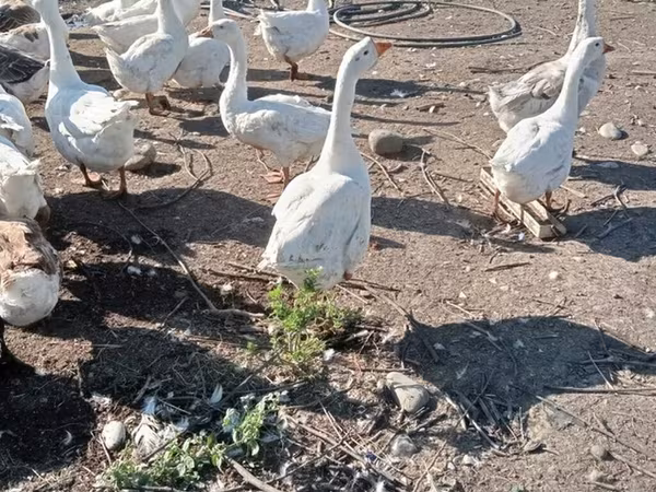Кубанская