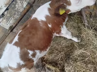 गाय, Simmental cattle — फ़ोटो 3