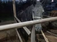 Mare, Budyonny horse — photo 6