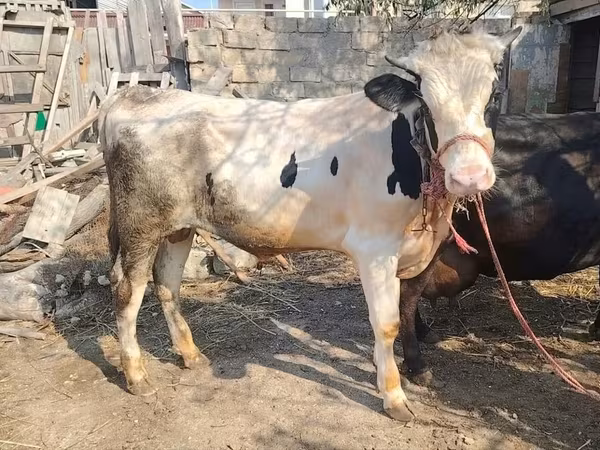 ثور, الماشية