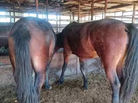 Mare, Kazakh horse — photo 2