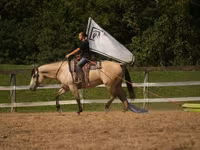 公马, Horses — 照片 5
