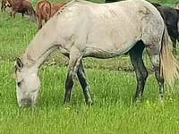 Mare, Arabian horse — photo 3