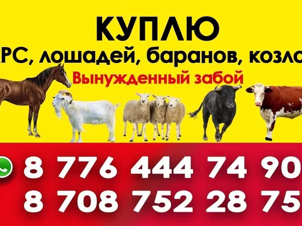 Кобыла, Породы лошадей