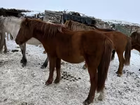 فرس, Horse breed — الصورة 4