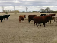 Vaca, Swiss cattle — foto 2