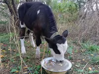 Bulle, Simmental cattle — Foto 1