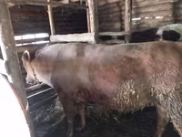 ثور, Simmental cattle — الصورة 1