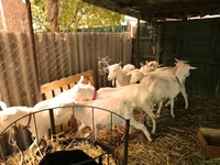 ماعز (دفعة، الجنس غير محدد), Saanen goat — الصورة 6