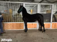 حصان, Friesian — الصورة 7