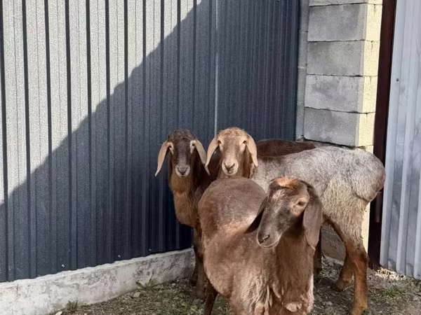 Sheep, Hissar sheep