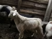 Ziegenbock, Ziegen — Foto 2