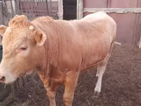 Bull, Auliyeatinskaya breed — photo 4