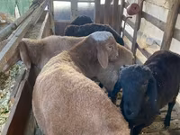 Ram, Arashan sheep — photo 3
