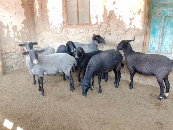 نعجة, Romanov sheep