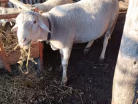 Ram, Lacaune sheep — photo 2