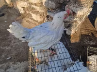 Chickens — Foto 3