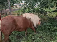 فرس, Australian Pony — الصورة 4