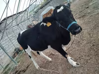 Vaca, Russian Black pied cattle — foto 4