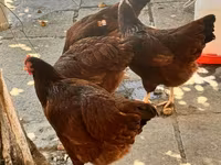 Rhode Island Red — photo 6