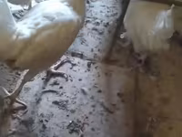 Leghorn — Foto 3