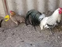 Chickens — फ़ोटो 2