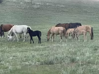 Yegua, Horse breed — foto 4