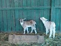 ماعز (دفعة، الجنس غير محدد), Saanen goat — الصورة 8