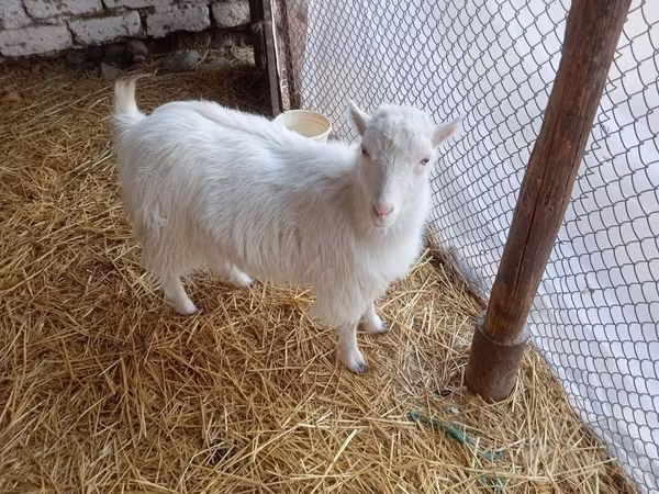 Cabra, Saanen goat