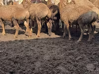 Carnero, Arashan sheep — foto 1
