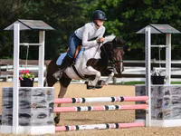 Horse (M), Pinto horses — photo 8