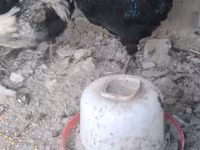 Chickens — الصورة 3