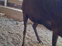 Sheep, Arashan sheep — photo 4