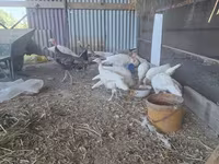 Slovenian Silver Hen — photo 5