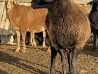 نعجة, Edilbay sheep — الصورة 1