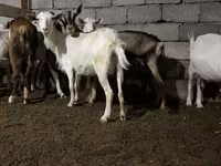 عنزة, Saanen goat — الصورة 1