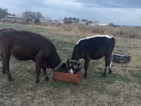Cow, Cattle — photo 4