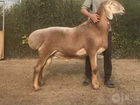 Ram, Sheep — photo 1