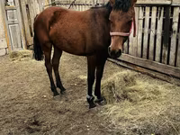Stute, Kazakh horse — Foto 3