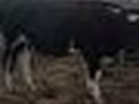 Bulle, Rinder — Foto 4