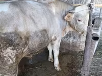 Bull, Swiss cattle — photo 6