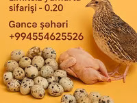 إنجليش وايت — الصورة 2