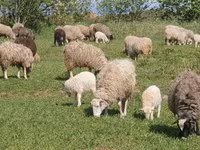 نعجة, Edilbay sheep — الصورة 3
