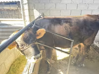 Bull, Brown Latvian — photo 4