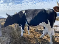 Cow, Russian Black pied cattle — photo 3