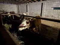 ثور, Latvian Blue cattle — الصورة 1