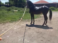 Caballo, Caballos — foto 4
